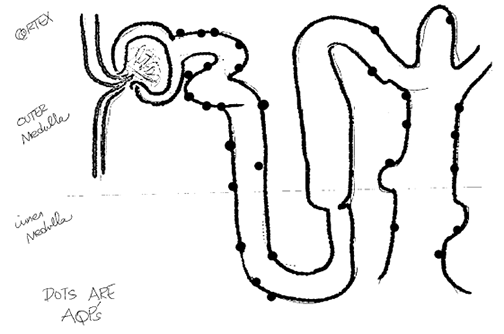 Cross section of the eye